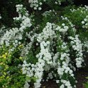 Spiraea cantoniensis P1C P27